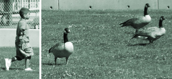ParkGeese1